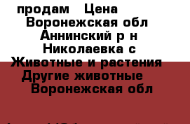 продам › Цена ­ 2 500 - Воронежская обл., Аннинский р-н, Николаевка с. Животные и растения » Другие животные   . Воронежская обл.